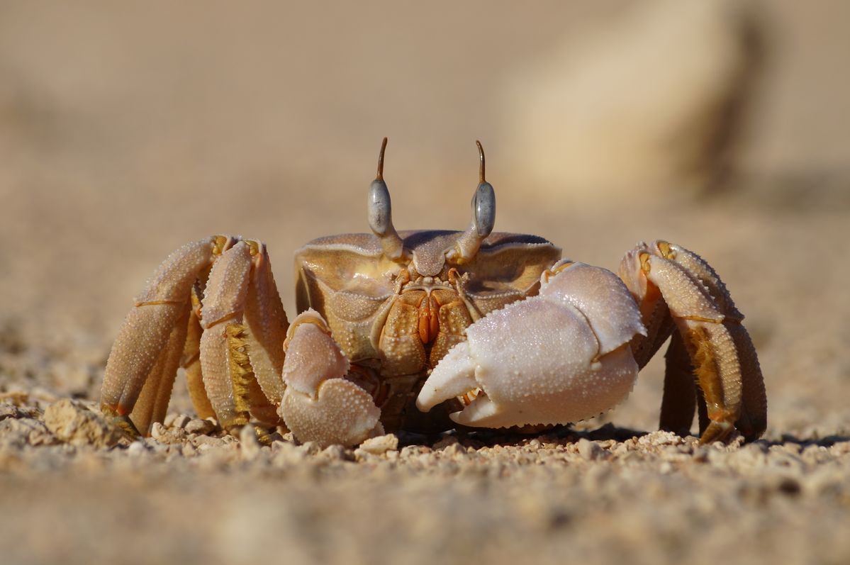 Ghost crab catching some early morning sun light.