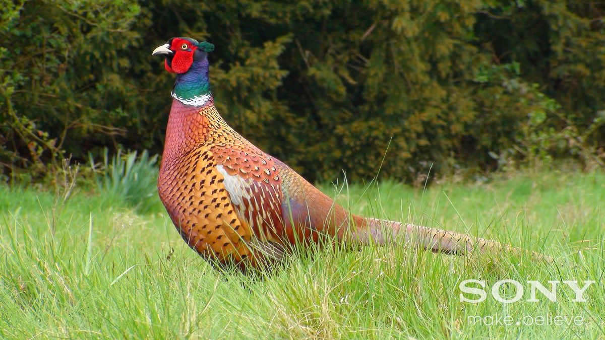 Pheasant