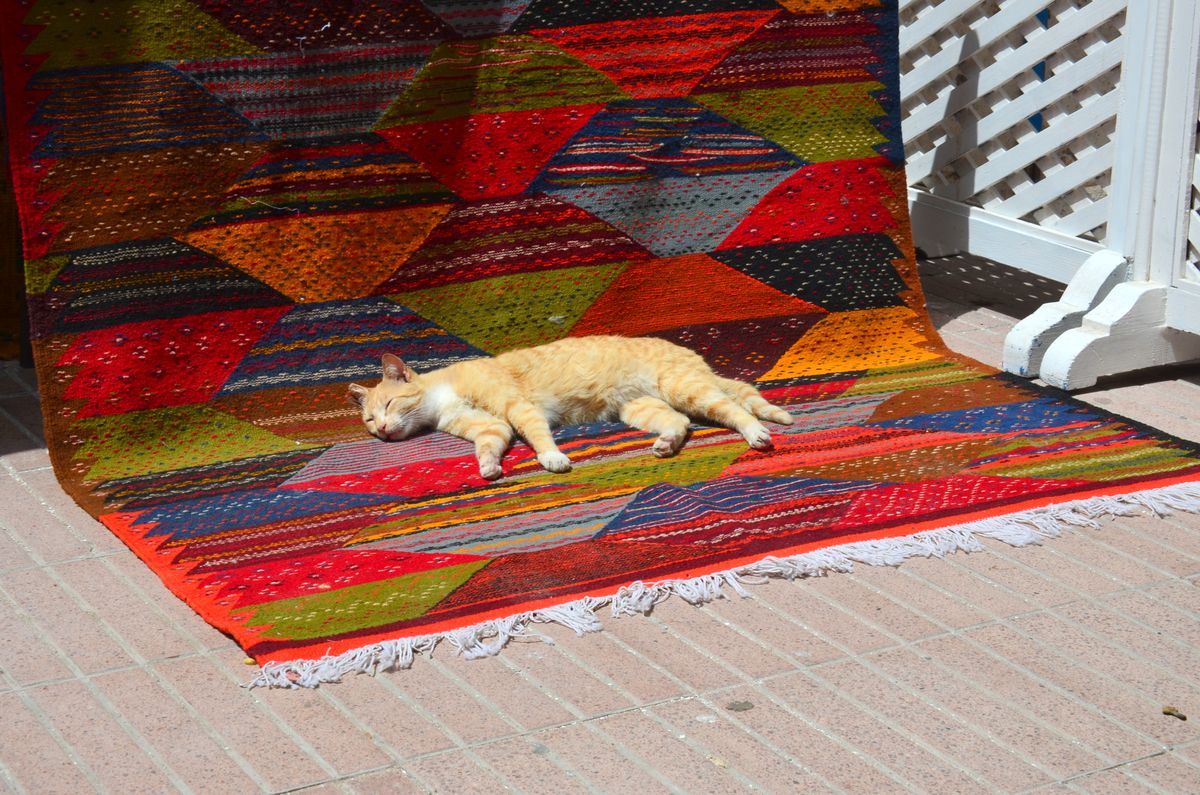 kat ligt op vloerkleed in Essaouira stad in Marokko