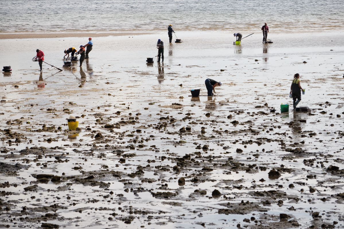 Mariscadores en Pobra do Caramiñal, Galicia.