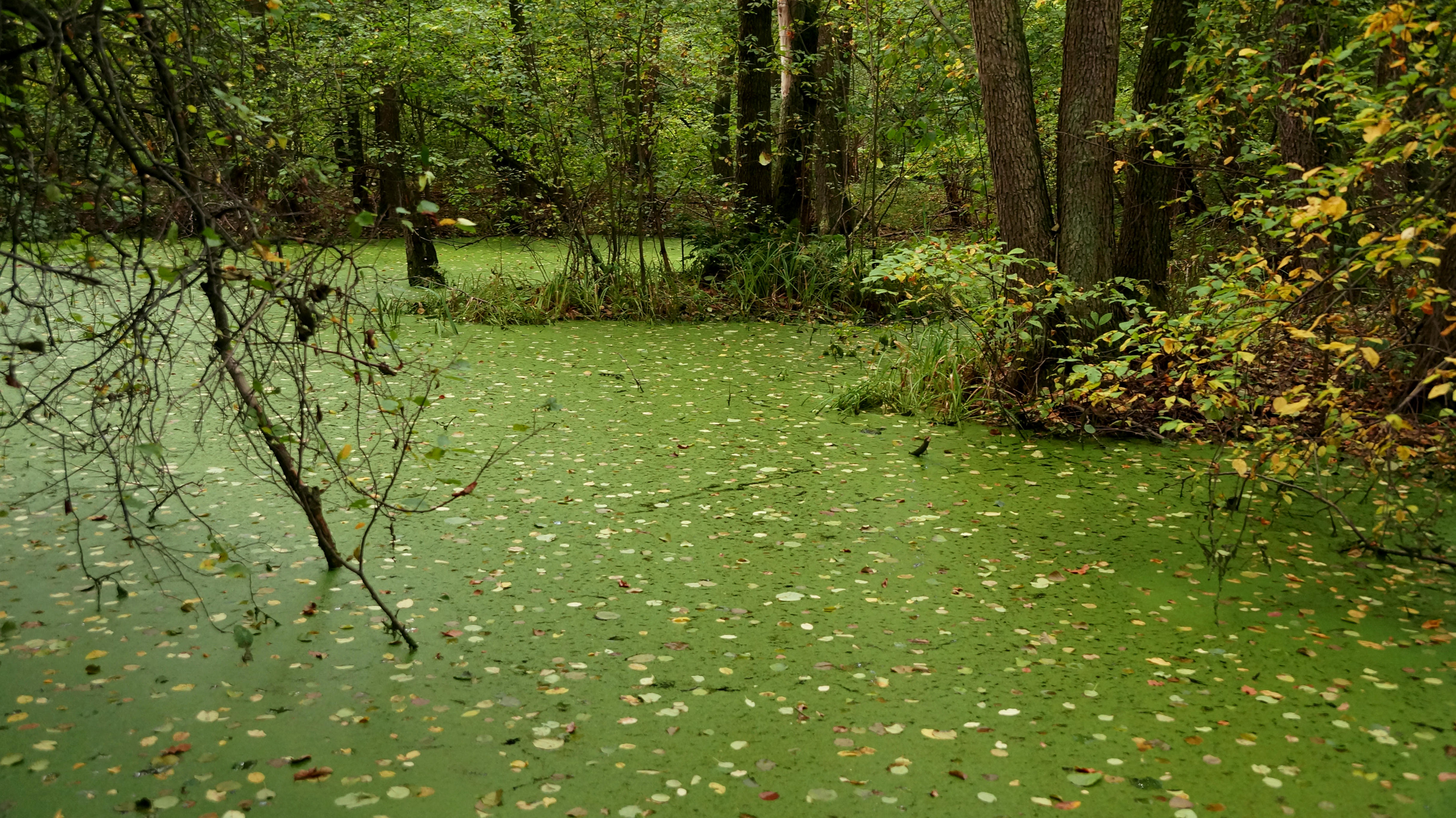 Puszcza Bolimowska