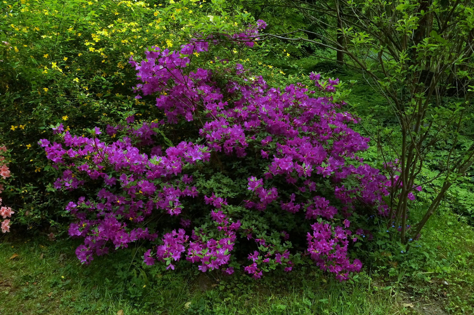 Arboretum Rogów