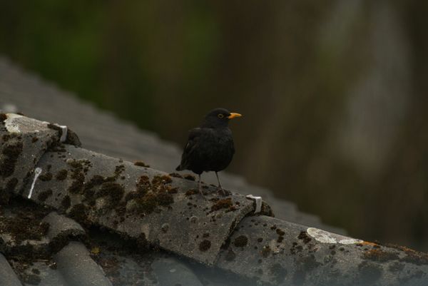 Amsel  aus RAW unbearbeitet in JPG  umgewandelt