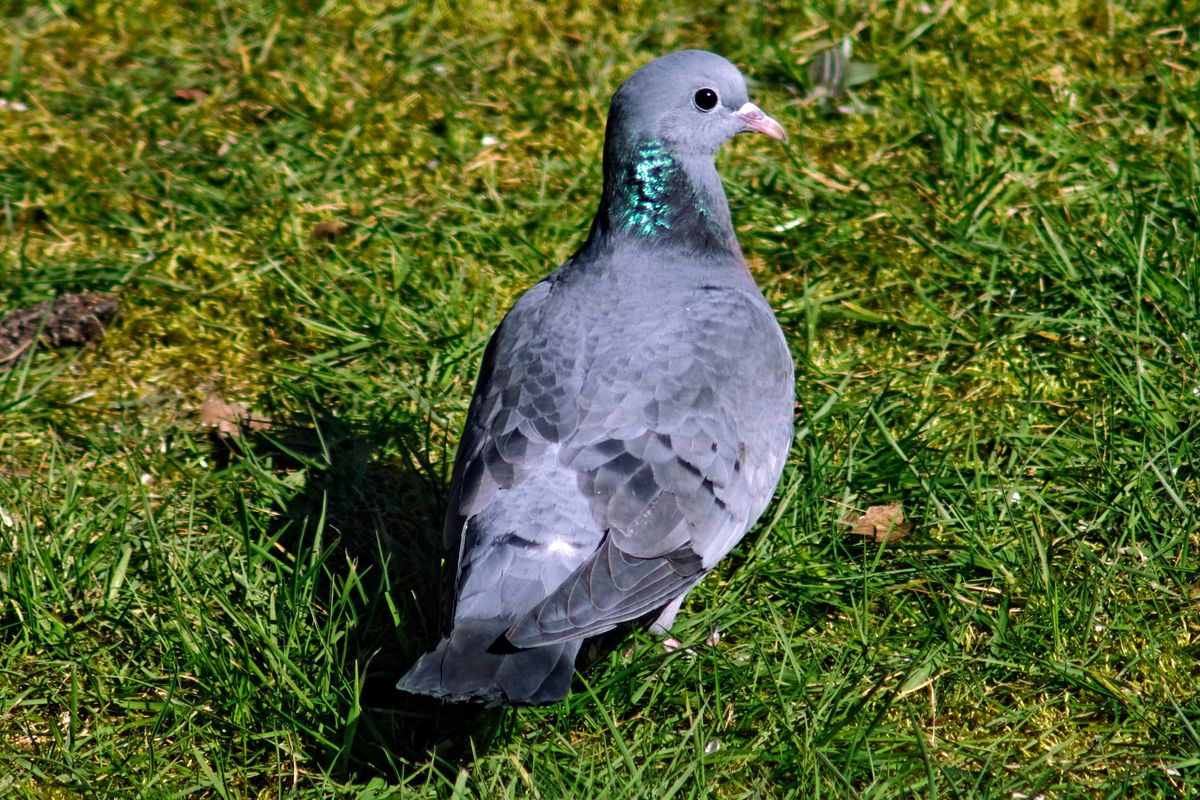 Bild für Forumsbeitrag : https://community.sony.de/t5/termine-treffen-off-topic/im-bann-der-covid-19-pandemie-wildlife-im-garten-und-vor-der/td-p/2753352  ( Diese Aufnahme entstand unter Nutzung des Telekonverter, Kenko 2X Teleplus Pro 300, in APS-C / Super 35mm Modus, mit 900mm / Äquivalent zu 35 mm )