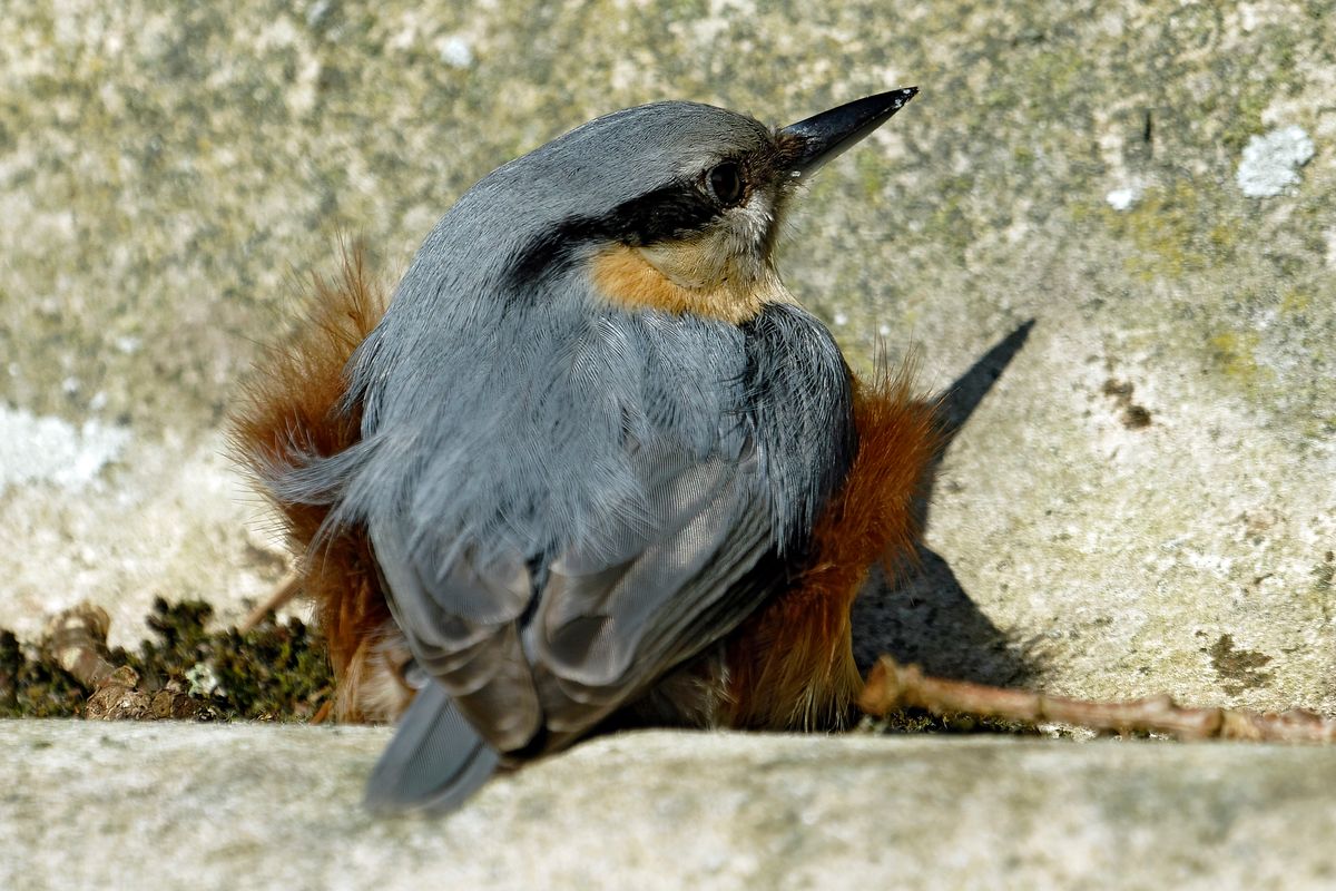 Bild für Forumsbeitrag : https://community.sony.de/t5/termine-treffen-off-topic/im-bann-der-covid-19-pandemie-wildlife-im-garten-und-vor-der/td-p/2753352 ( Diese Aufnahme entstand in APS-C / Super 35mm Modus, mit 600mm / Äquivalent zu 35 mm )