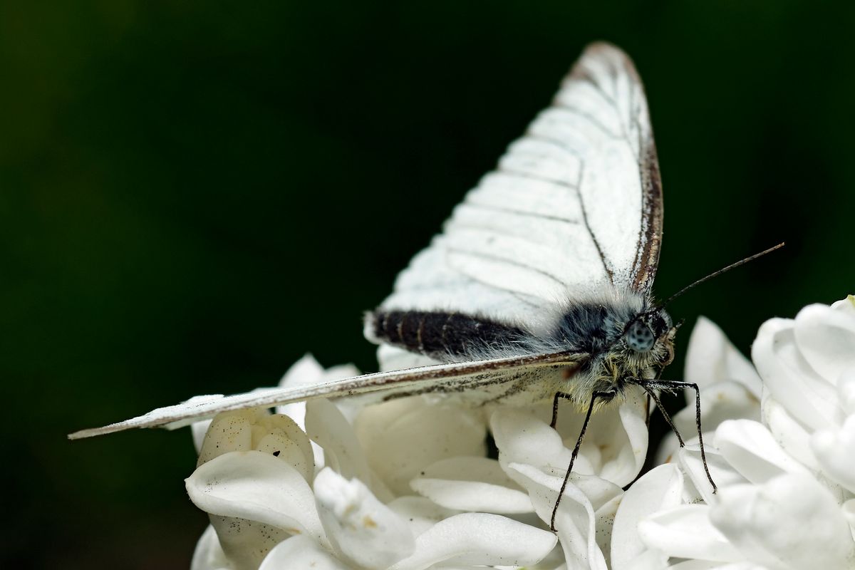 Bild für Forumsbeitrag : https://community.sony.de/t5/termine-treffen-off-topic/im-bann-der-covid-19-pandemie-wildlife-im-garten-und-vor-der/td-p/2753352