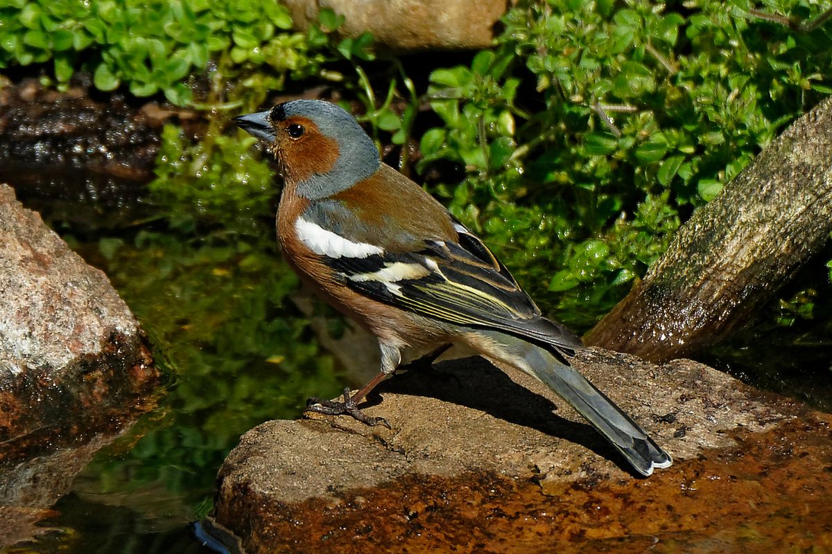 Bild für Forumsbeitrag : "Im Bann der COVID-19 Pandemie, Wildlife im Garten und vor der Haustür ! " ( Diese Aufnahme entstand in APS-C / Super 35mm Modus, mit 900mm / Äquivalent zu 35 mm )