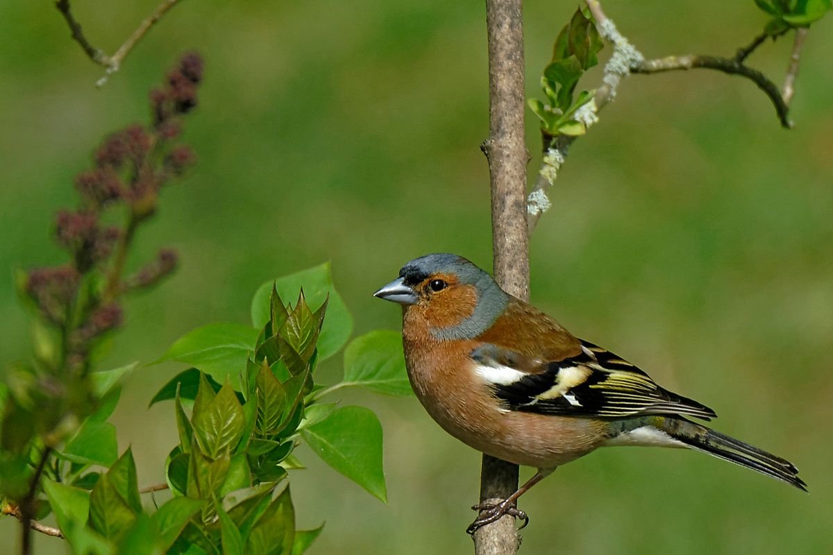 Bild für Forumsbeitrag : "Im Bann der COVID-19 Pandemie, Wildlife im Garten und vor der Haustür ! " ( Diese Aufnahme entstand in APS-C / Super 35mm Modus, mit 900mm / Äquivalent zu 35 mm )