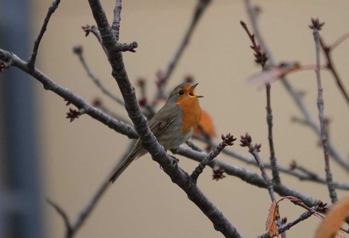 Rotkehlchen im Kirschbaum