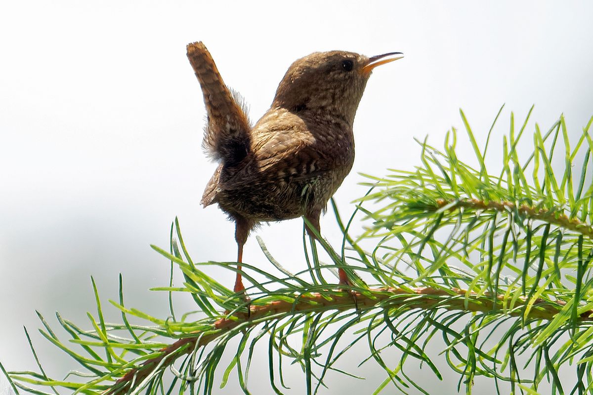 Der Zaunkönig (Troglodytes troglodytes) ist etwa zehn Zentimeter groß und wiegt unter zwölf Gramm, damit ist er der drittkleinste Vogel Europas.