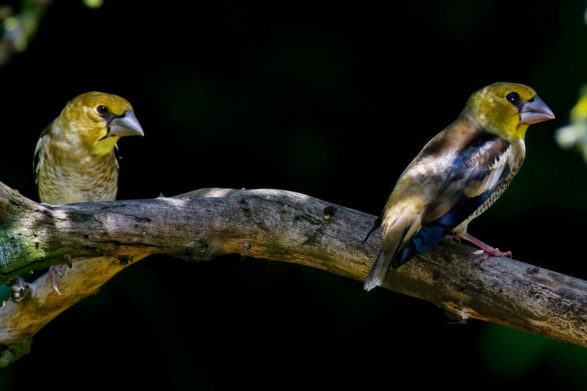 Zwei Kernbeißer Jungvögel in heimischen Garten