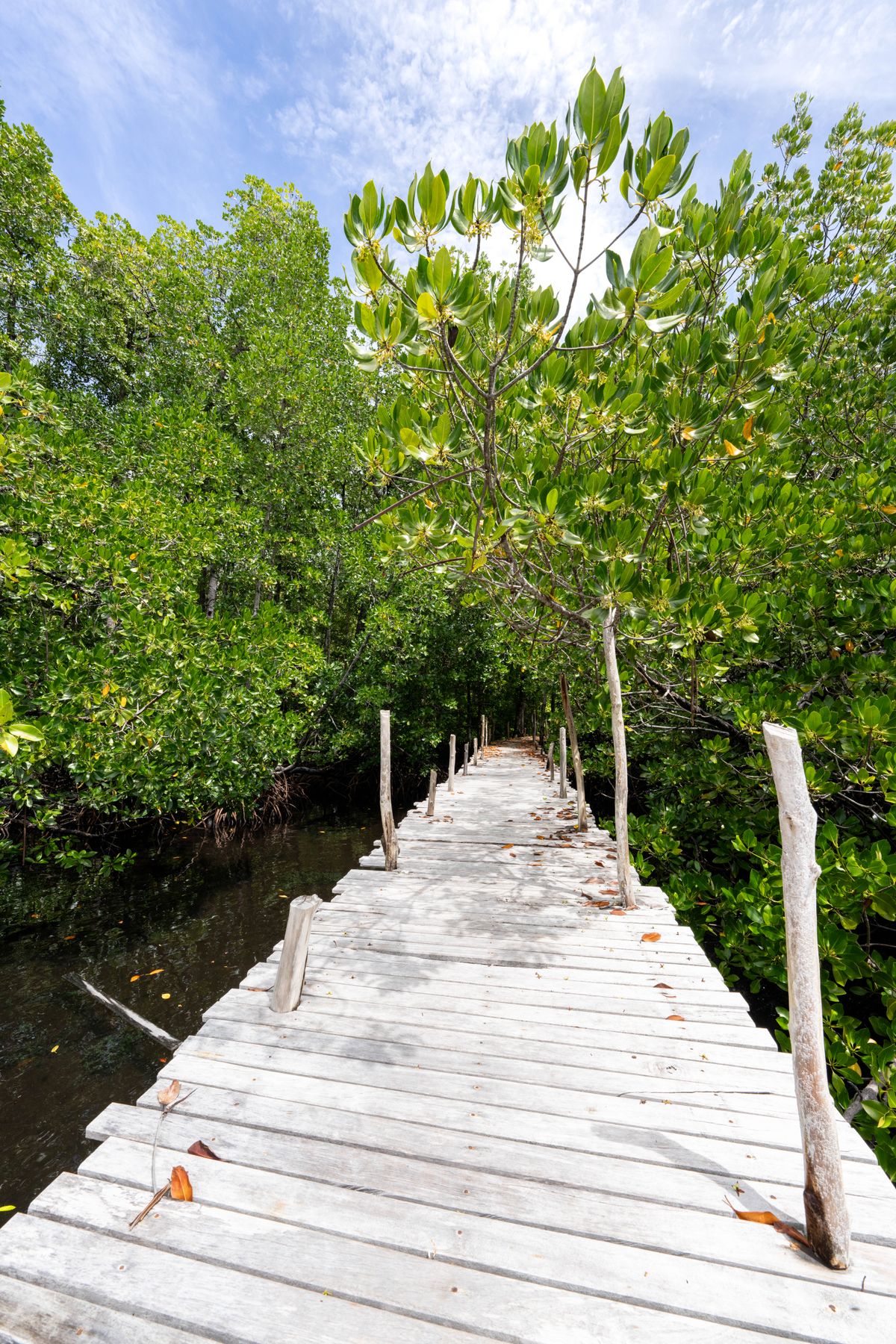 Dans la Mangrove