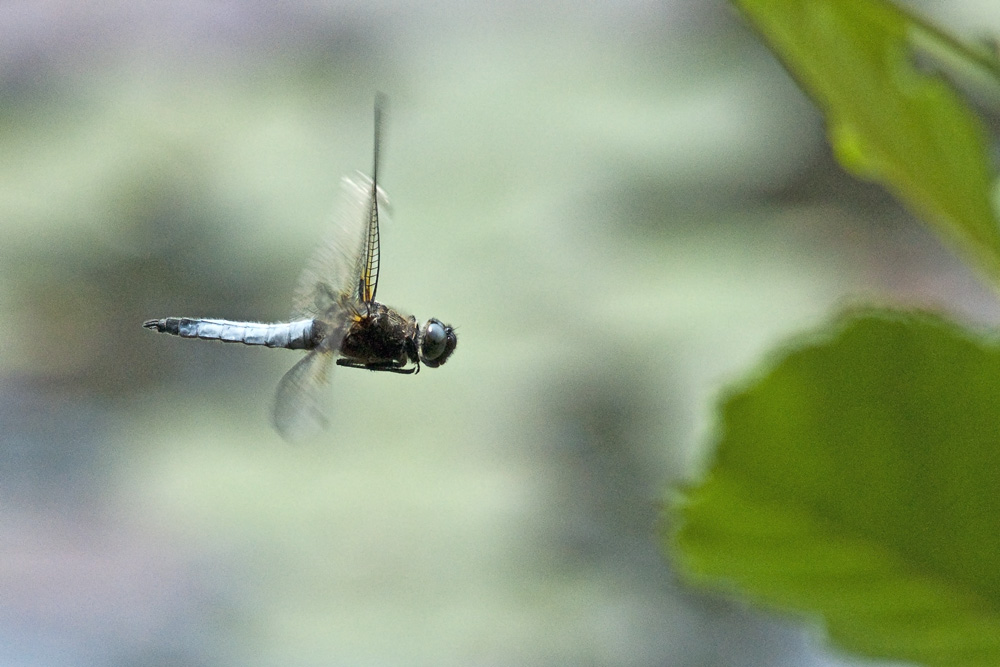 Libelle im Flug.jpeg