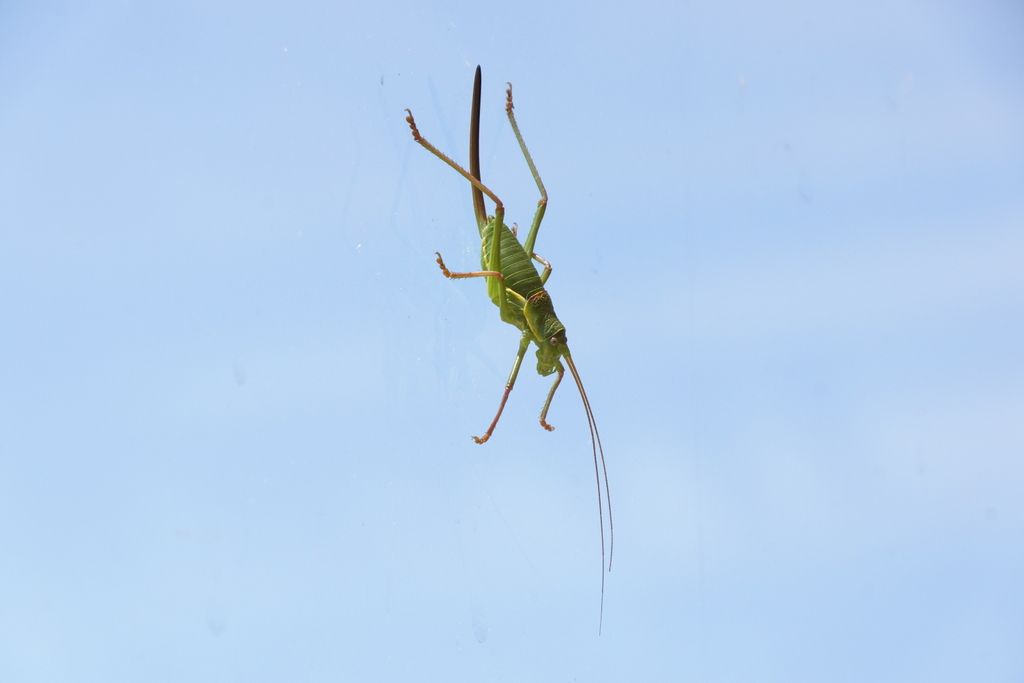 Grasshoppers sunbathe too